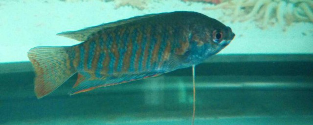羅氏琴尾魚的壽命 怎麼養好