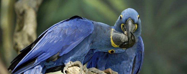 紫藍金剛鸚鵡的壽命 紫藍金剛鸚鵡介紹