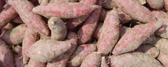 泡沫箱紅薯的保存方法過冬 紅薯最好的保存技術是什麼