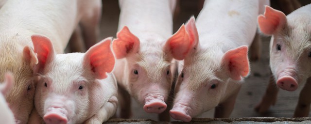 豬吃什麼藥豬體溫不高 豬體溫高如何處理