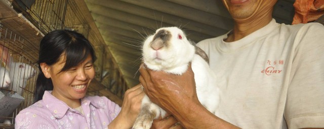伊拉兔飼養方法 法國伊拉兔的喂養方法