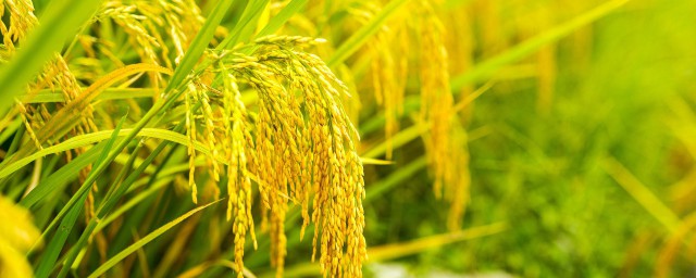 水稻保護價2019 2019年水稻保護價還會有嗎