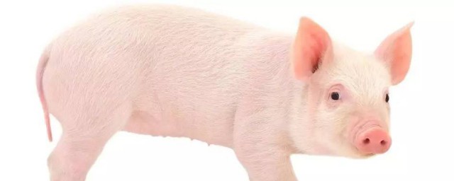 夢見豬頭和生豬肉是什麼意思 有好運氣？