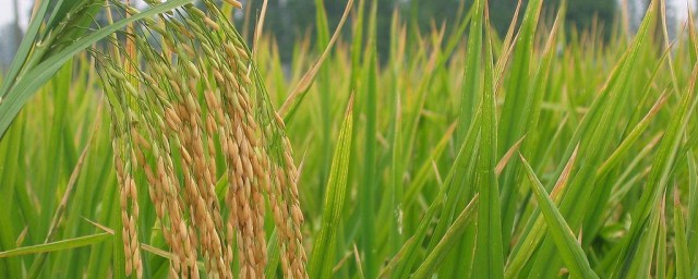 水稻理論測產方法 具體有以下方法