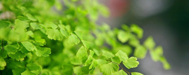 蕨類植物可以水培嗎 水培方法