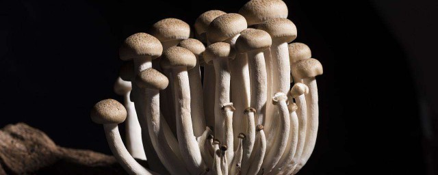 蘑菇的種法 用對的方法種植好的菇