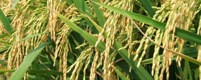 矮桿水稻品種 超矮桿水稻新品種
