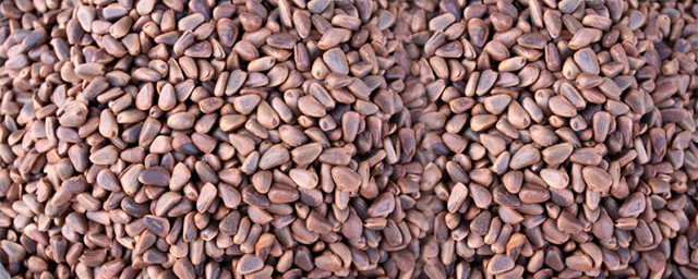 松樹籽的作用與功效 松樹籽能生吃嗎