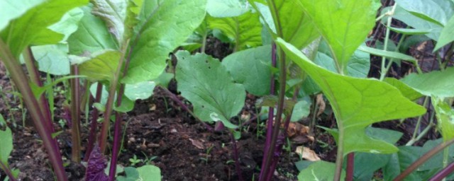 紫菜苔的種植方法 全是你不知道的訣竅