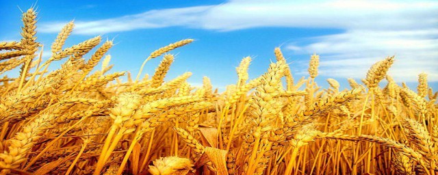 存麥11小麥品種高產嗎 產量品質如何？