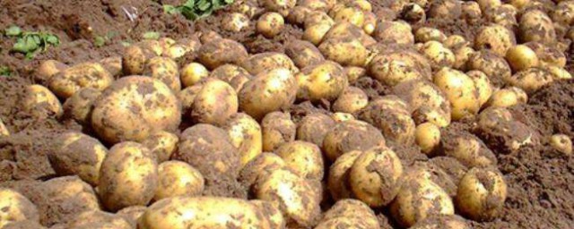 馬鈴薯的種植技術 馬鈴薯種植技術是比較簡單