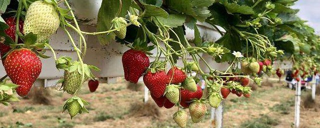 草莓的種植方法 大傢可以瞭解一下