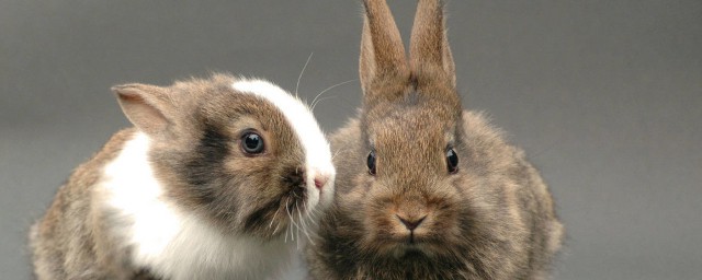 琉球兔的壽命 琉球兔能活多久