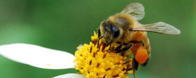 夢見蜂子是什麼預兆 夢見蜂子好不好