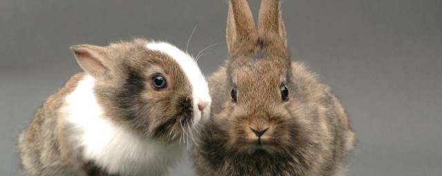 沙漠棉尾兔的壽命 沙漠棉尾兔能活多長時間