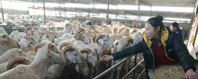 自繁自養的養羊戶如何把握好養羊的機遇 養殖戶如何通過養羊賺錢