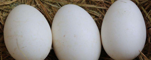 七個鵝蛋治什麼病 鵝蛋可以治療哪些病癥