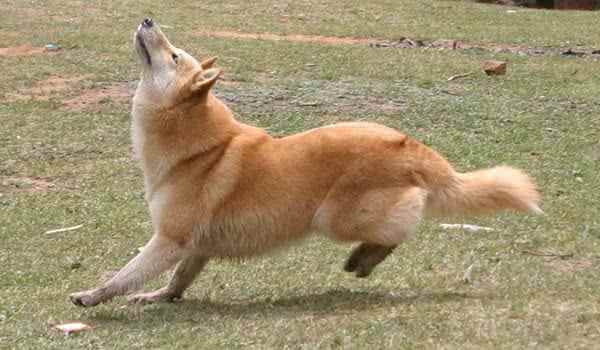 芬蘭狐貍犬
