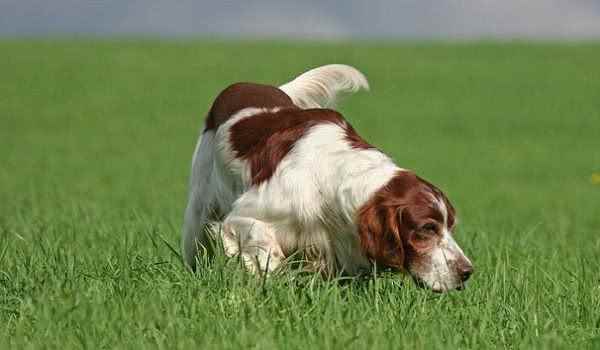 愛爾蘭紅白蹲獵犬