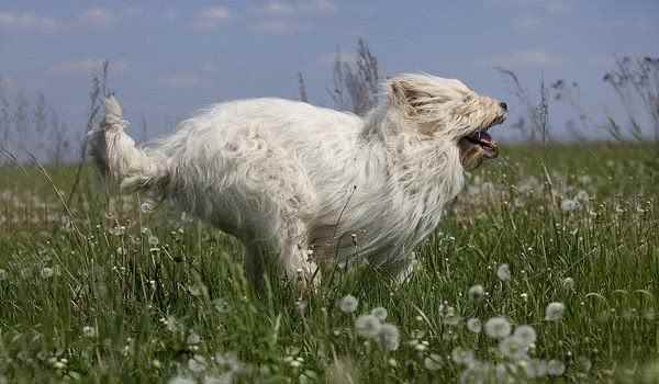 南俄羅斯牧羊犬