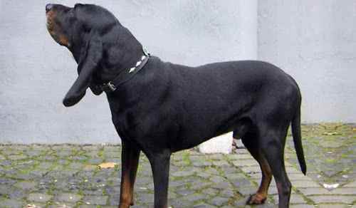 奧地利黑褐獵犬