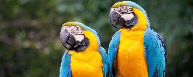 藍喉金剛鸚鵡的壽命 藍喉金剛鸚鵡能活多久