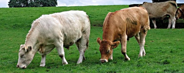 牛的孕期是多少天 你知道嗎