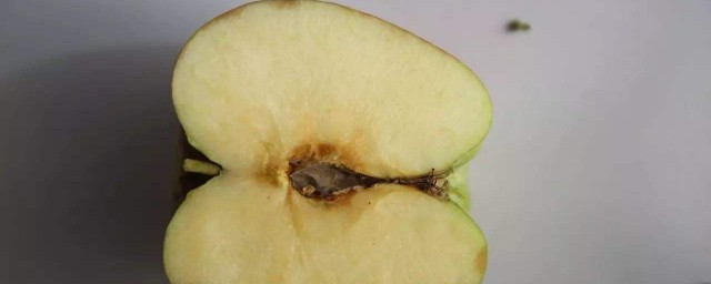 蘋果黴心病是什麼原因 由什麼引起的