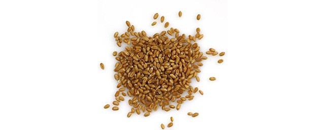 小麥自配拌種的方法 拌種時註意事項