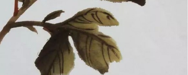 牡丹葉子的組合畫法 怎麼畫牡丹葉子