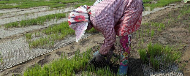 鹽堿地種水稻質量 給大傢介紹一下