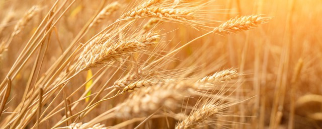 65公分小麥品種有哪些 矮桿小麥品種有哪些