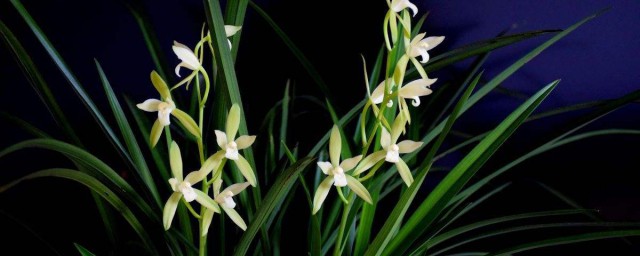 蘭花好養嗎 大傢可以瞭解一下