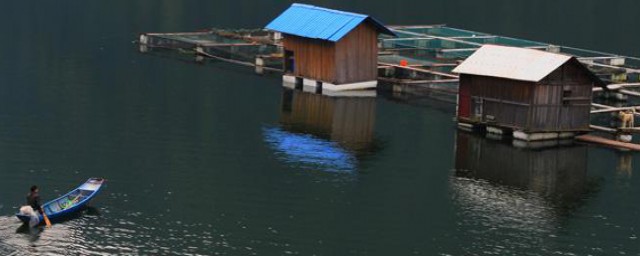 龍江河可以網箱養魚嗎 原因是什麼