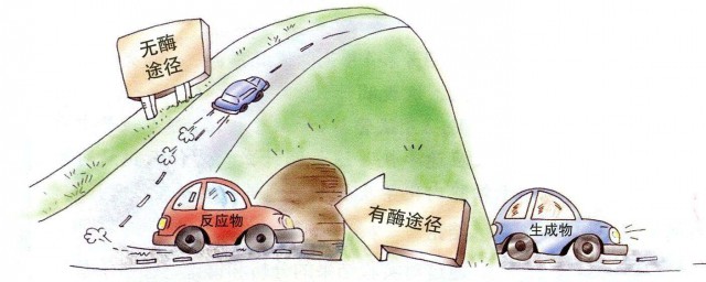丙氨酸氨基轉移酶偏高怎樣降下來 請看答案