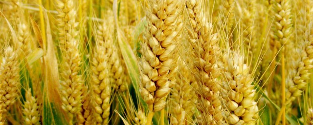 面白好吃的小麥品種有哪些 好吃的品種