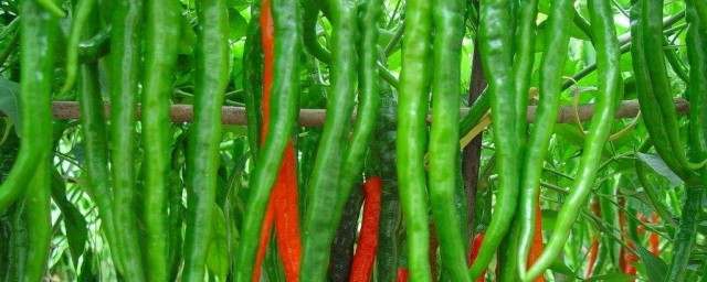 線椒種植技術與管理 菜農教你如何正確栽培