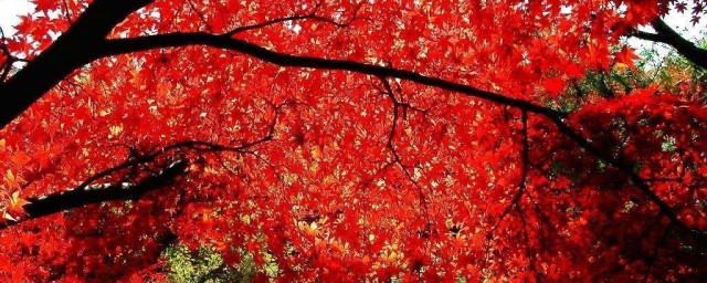 四川哪裡看紅葉最好 四川看紅葉的5個最佳地點