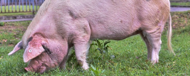 豬堅強多重 打造四川養殖神話