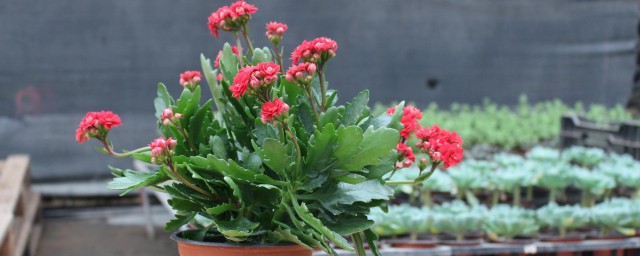 長壽花10月怎麼養 園藝師教你輕松栽培