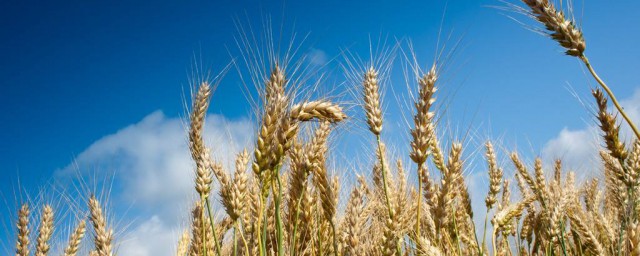 小麥專用肥都有什麼牌子 作物專用肥的相關介紹