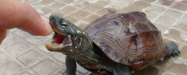 野生烏龜喜歡吃什麼 大傢可以看一看