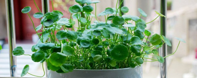 銅錢草可以用氮肥嗎 園藝師教你如何正確栽培