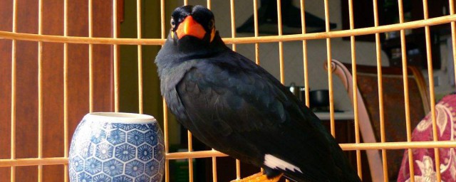 芙蓉鳥吃什麼飼料 來看看吧