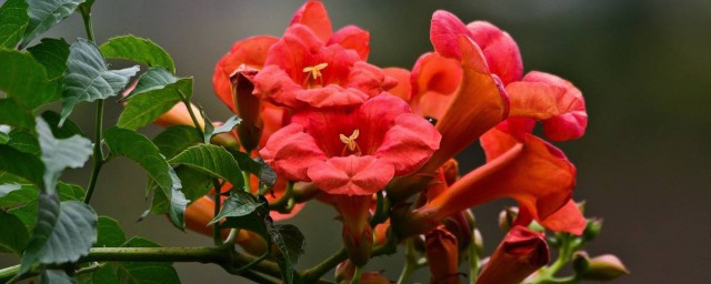 凌霄花有幾種花型 凌霄花花型
