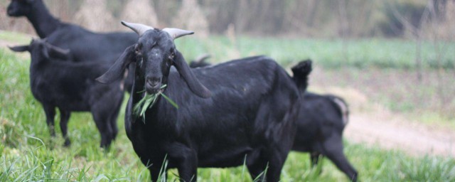 黑山羊哪裡最多 養殖必備
