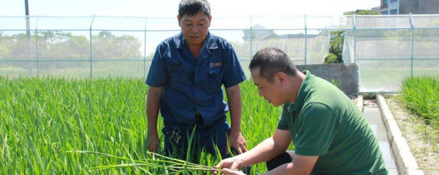 水稻種植技術與管理 學起來吧