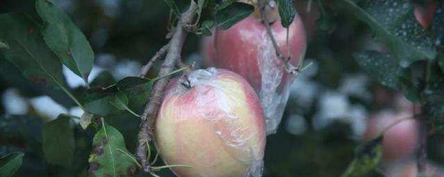 蘋果脫袋幾天鋪反光膜 需要怎麼做