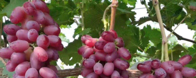 庭院葡萄栽培技術 你學會瞭嗎
