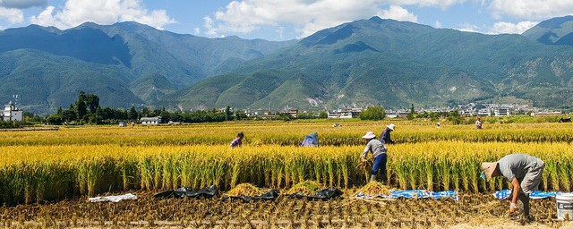 2019年大理洱海邊的農田怎麼規劃 農田規劃安排